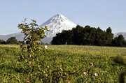 Blick ber eine Araukarie auf den Vulkan Osorno in Sdchile
